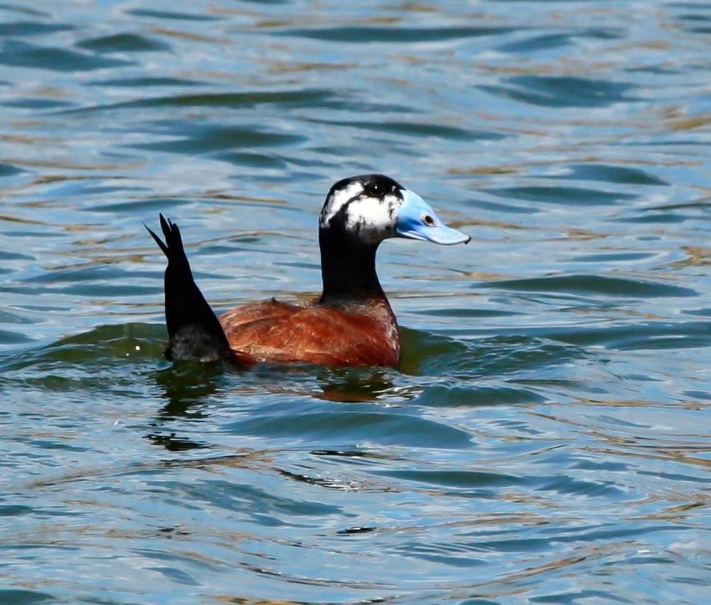érismature à tête blanche, malvasía cabeciblanca, pato-rabo-alçado, white-headed duck by Alidz31 is licensed under CC BY 4.0.